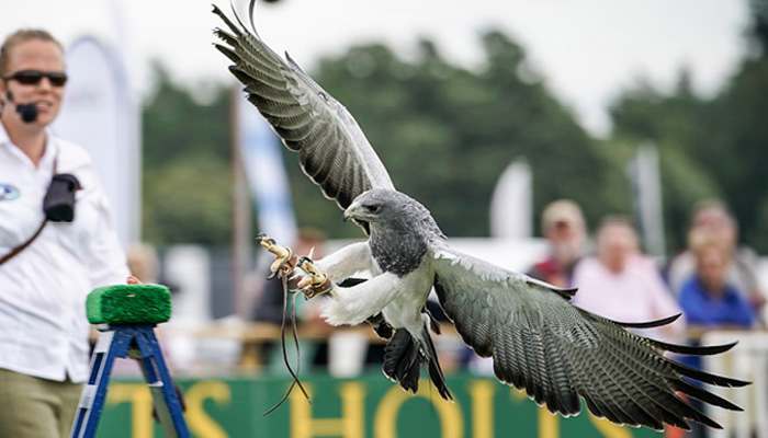 A picture of a hawk mid flight during a birds of prey demonstration about to land on a podium