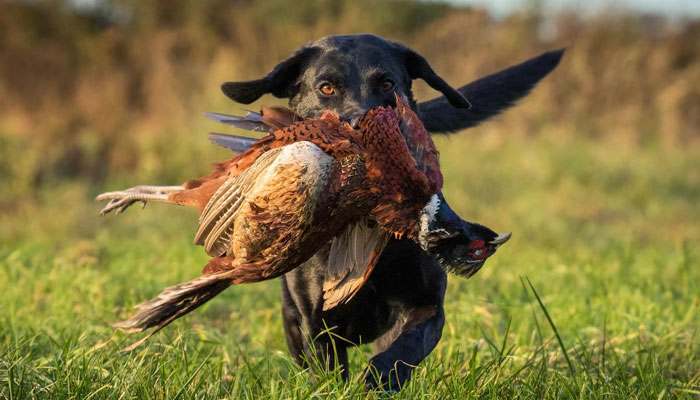 A dog running through a field after with a pheasant in it's mouth